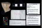 Foto (Objekt + Etikett) von Juracrista perculta (Robins et al., 2012)  (NHMW-GEO-2014-0194-0612)